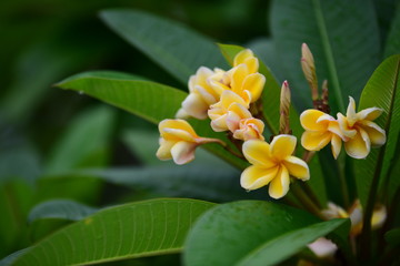 	 Beautiful flowers in the garden Blooming in the summer.Landscaped Formal Garden.	