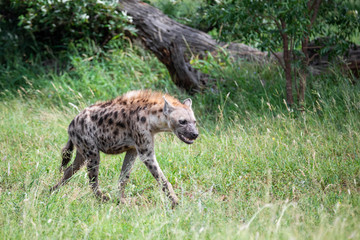 Naklejka na ściany i meble In south african savanna, a large male hyena is hunting among green bushes