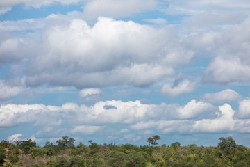 Iconic south african landscape, with the savanna under a blue summer sky with puffy clouds