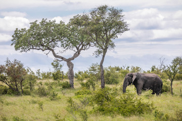 Iconic south african landscape with a large adult elephant grazing in the savanna close to two solitary trees, under a blue sky with puffy clouds