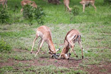 Naklejka na ściany i meble Close up of two male impalas fighting for supremacy in the mating season