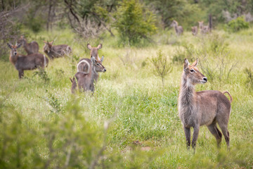 Naklejka na ściany i meble A herd of south african waterbucks is grazing in the grass and among bushes, and is looking sideways for potential danger