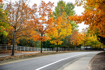 Obraz premium City road with alley of yellow-red autumn trees