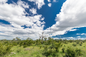 Wide angle shot of the south african savanna, with a solitary dead tree surrounded by green bushes under a blue sky with puffy clouds
