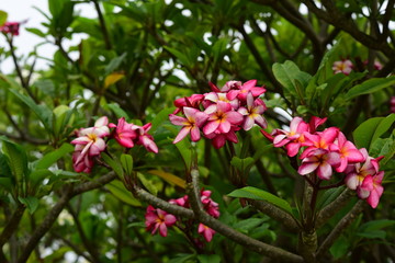 Fototapeta premium Beautiful flowers in the garden Blooming in the summer.Landscaped Formal Garden. 