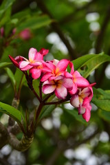 Fototapeta premium Beautiful flowers in the garden Blooming in the summer.Landscaped Formal Garden. 