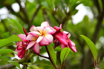 Beautiful flowers in the garden Blooming in the summer.Landscaped Formal Garden.	