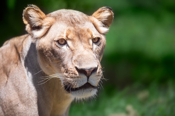 Close up of a lioness head looking sideways against a green bokeh background