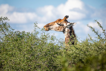 Close up of a giraffe head popping up from a green bush and grazing on leaves, against a blue sky...