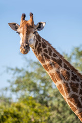 Close up of a giraffe head staring back at the camera, against a green bush and under a blue sky