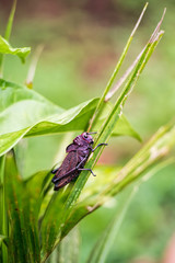 black grasshopper in Costa Rica