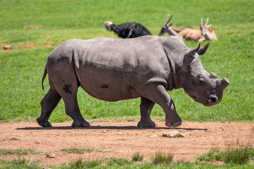 Obraz premium Close up of a rhino walking and grazing in the savanna against a green grass background with other wildlife