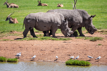 Obraz premium Close up of two rhinos grazing close to each other in the savanna