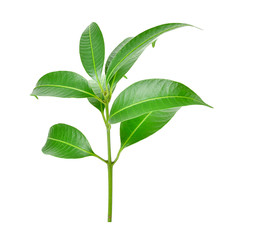 Plum Mango leaves on white background