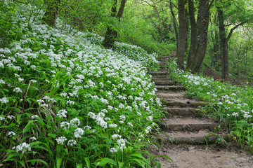 Forest path with ramsons in bloom,  Pazin, istra