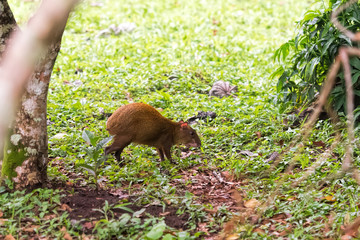 agouti from Costa Rica