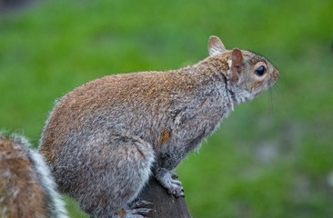 Squirrel