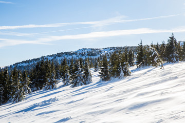 Scenic winter landscape with snowy fir trees. Winter postcard.