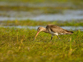Rare the black-tailed godwit (Limosa limosa) hunting in grass on meadow, springtime