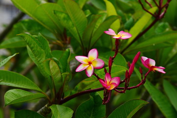 Obraz premium Beautiful flowers in the garden Blooming in the summer.Landscaped Formal Garden.