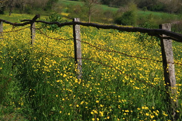 wooden fence