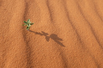 A small plant on a desert landscape. Life in the desert. Riyadh, Saudi Arabia