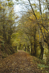 Fototapeta na wymiar Mountain path in Pyrenees during autumn