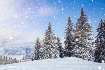 Majestic winter landscape with snowy fir trees.  Winter postcard.