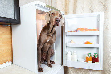 Sad Hungarian Vizsla dog sitting in fridge