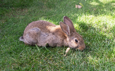 Rabbit on a green grass