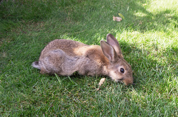 Rabbit on a green grass