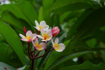 Colorful flowers in the garden.Plumeria flower blooming.Beautiful flowers in the garden Blooming in the summer	