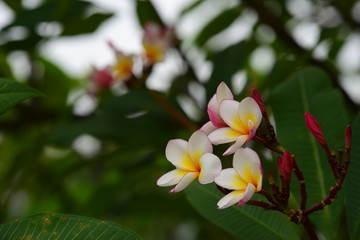 Colorful flowers in the garden.Plumeria flower blooming.Beautiful flowers in the garden Blooming in the summer	