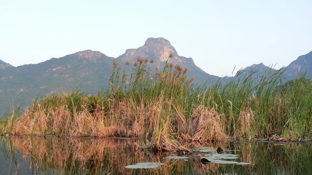 Limestone mountain with rock cliff with green forest and reed field in lake, Traveling by boat on the vast wetland at Khao Sam Roi Yot National Park, Thailand