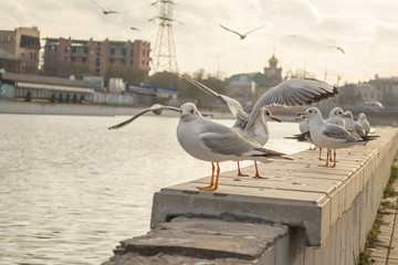 A group of lake seagulls on the quay of the pea canal autumn morning 3.
