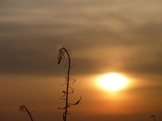dry rape plant in the sunset
