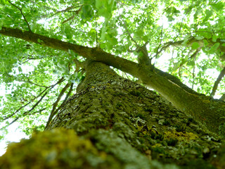 Tree bark with tree crown