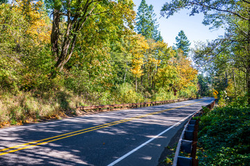 Road through the autumn forest on a sunny day