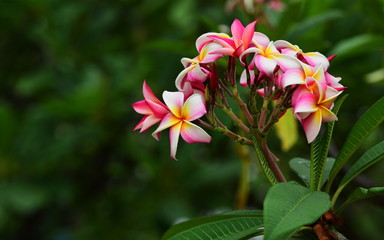 Obraz premium Colorful flowers in the garden.Plumeria flower blooming.Beautiful flowers in the garden Blooming in the summer 