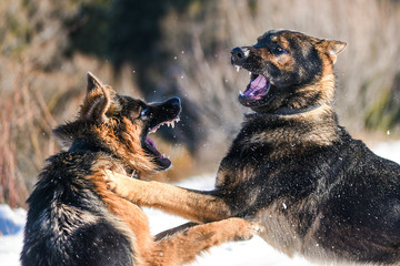 Dog fight. Aggressive german shepherd. - obrazy, fototapety, plakaty