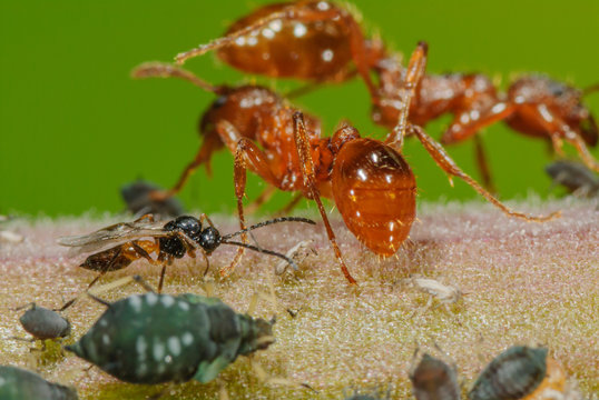 Biologische Schädlingsbekämpfung durch Schlupfwespen der Gattung Lysiphlebus testaceipes, Ameisen der Gattung Myrmica rubra verteidigen Blattläuse , Rotgelbe Knotenameise beschützt Blattlauskolonie