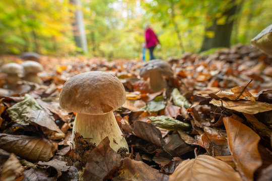 Ein Pilzsammler sammelt im Herbst Steinpilze im von der Sonne leuchtenden Laubwald