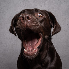 Lustiger Labrador 