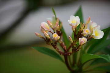 Obraz premium Beautiful flowers in the garden Blooming in the summer.Landscaped Formal Garden. 