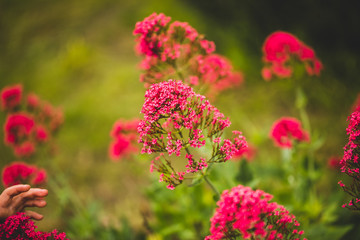 Obraz premium red flowers in garden