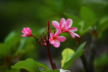 Obraz premium Colorful flowers in the garden.Plumeria flower blooming.Beautiful flowers in the garden Blooming in the summer