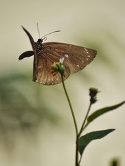 butterfly on leaf