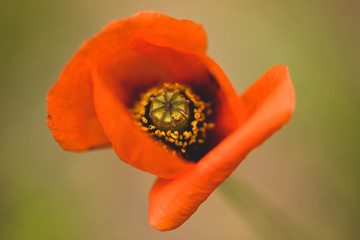 poppy on green background