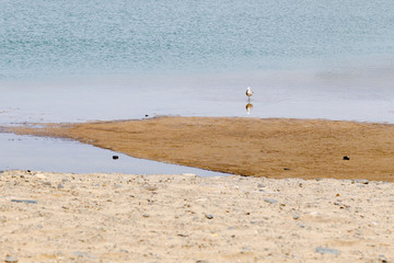 bird over de sea