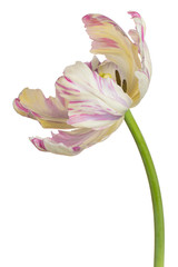 tulip flower isolated